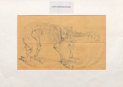 Esqueleto montado del megaterio (sin cola) - Megatherium americanum