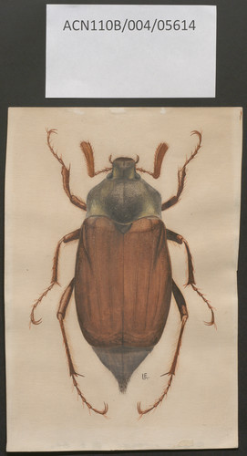 Macho de escarabajo sanero - Melolontha melolontha (Linnaeus, 1758)