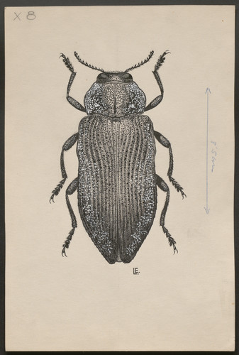 Carcoma metálica parásita del álamo - Poecilonota variolosa (Paykull, 1799)