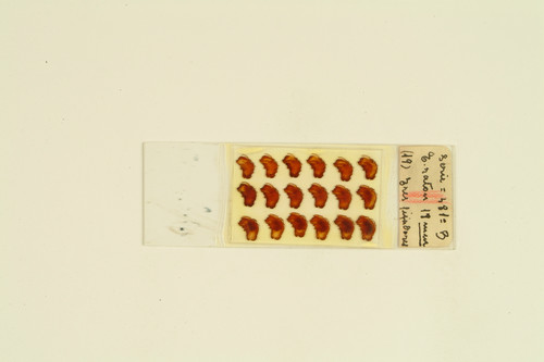 Preparación histológica de Francisco Tello. Embrión de ratón de 18 mm. Método de nitrato de plata reducido.